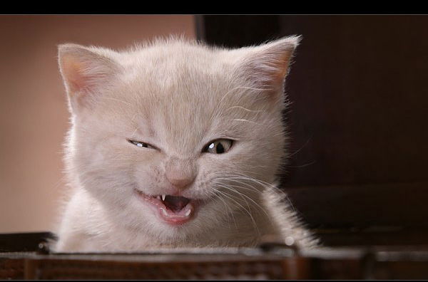 Анастасия Соколянская