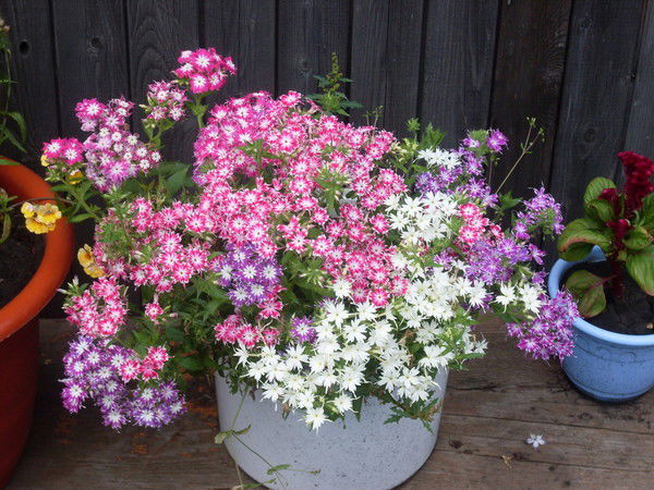 Сергей И Ольга Колесниковы