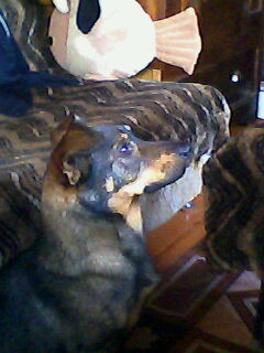 Евгений Лёвочкин