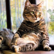 Роман Левин