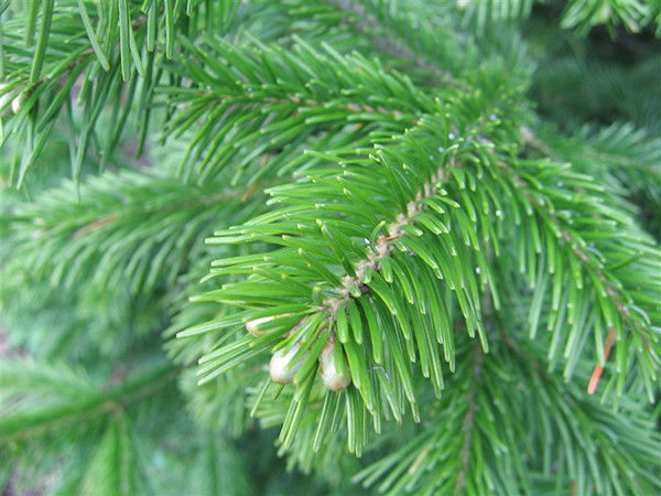 Мппэ Рк Отдел Аренды