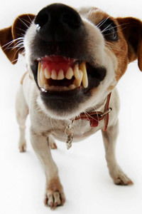 Анатолий Кутузов