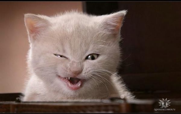 Андрей Марченко