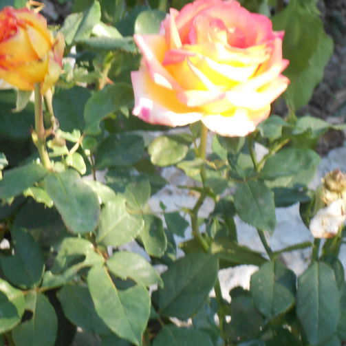 Светлана Новикова