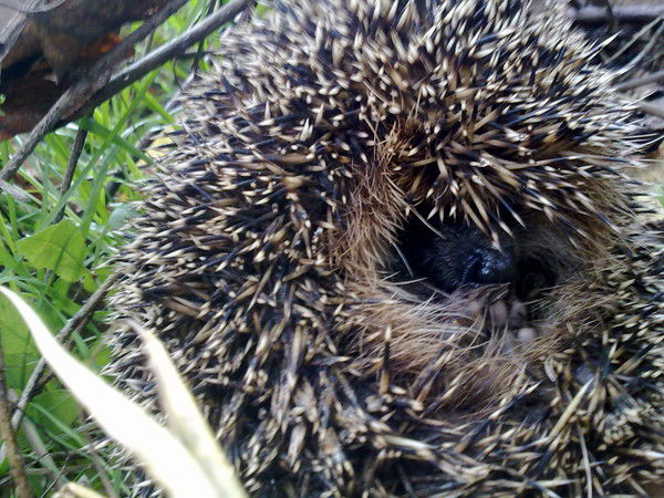 Раиса Ерофеева