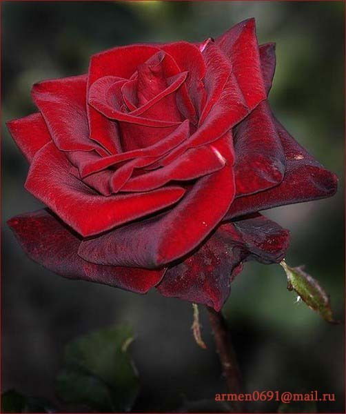 Рузанна Мартиросян