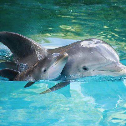 Абду Хургада