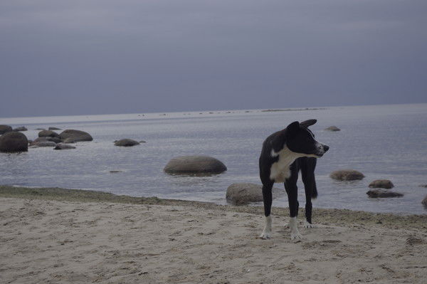 Александр Лека