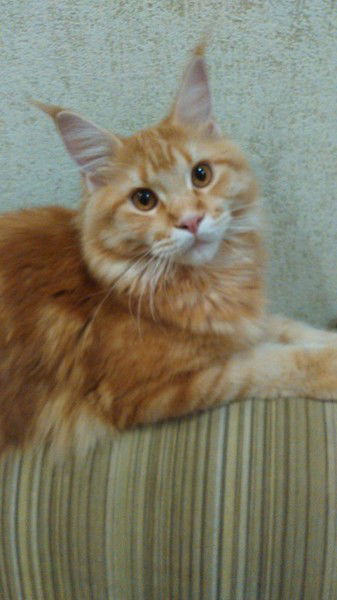 Александр Лунин