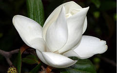 Жанна Пискова