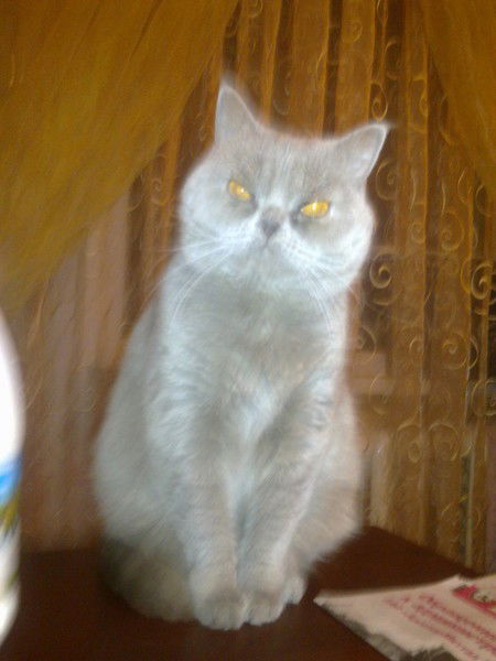 Роман Бушай