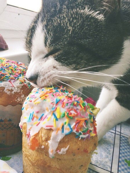 ღ♥ Small Cat ♥ღ