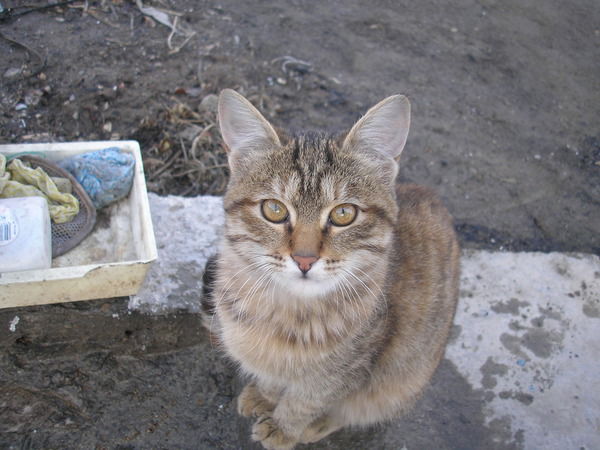 Bob-> **не Важно**