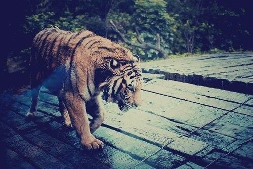 Александр Аракчеев