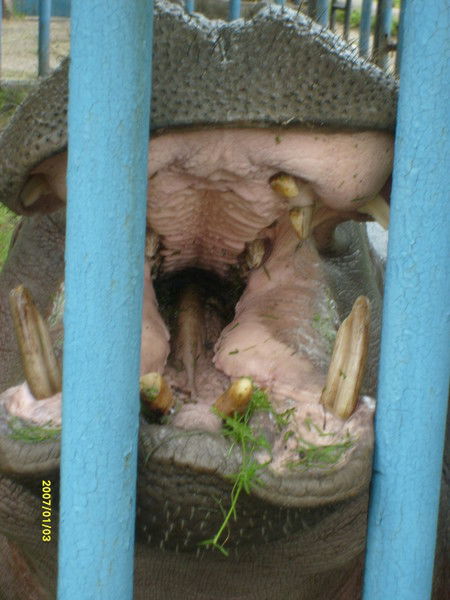 Елена Середникова