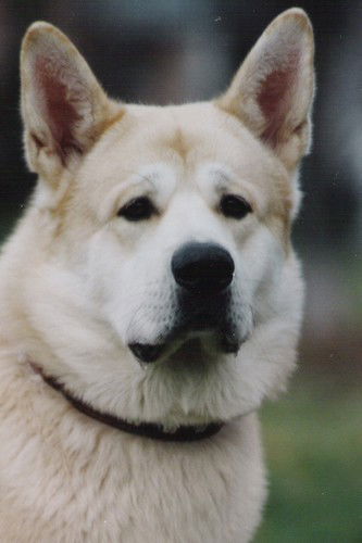 Василий Сергеев
