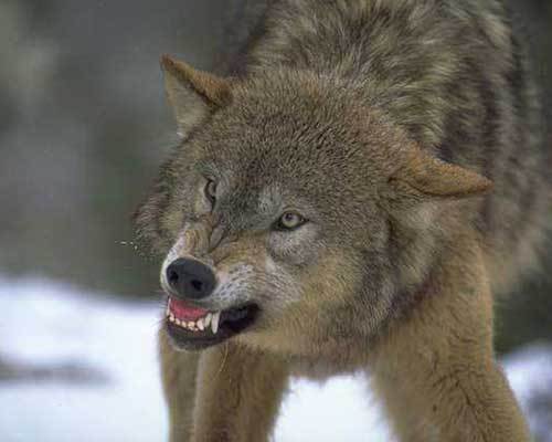 Валера Бабай