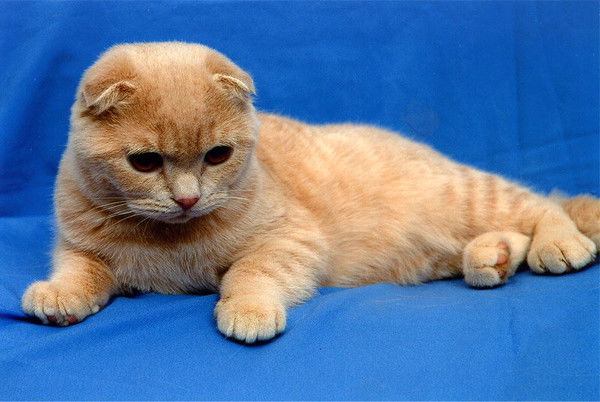 Играю В Игры