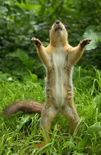 Александр Купчиков