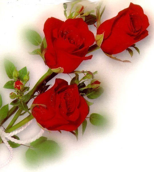 Виктория ********