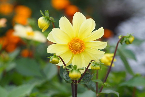 Татьяна Нилова