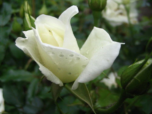 Людмила Залевадна