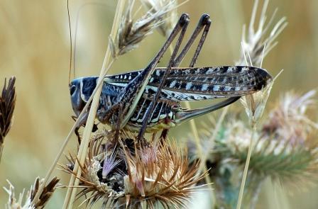 Анна Стасевич