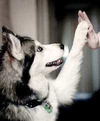 Никита Волков