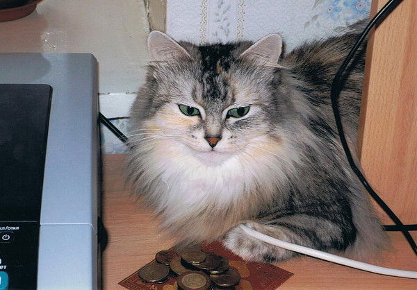 Анна Сорокина