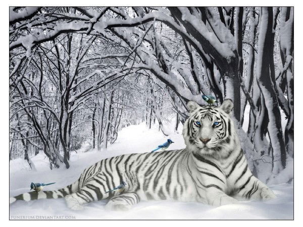 Роман Селихов