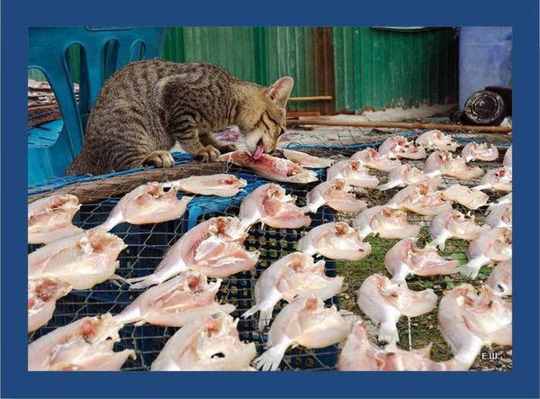 Света Светина