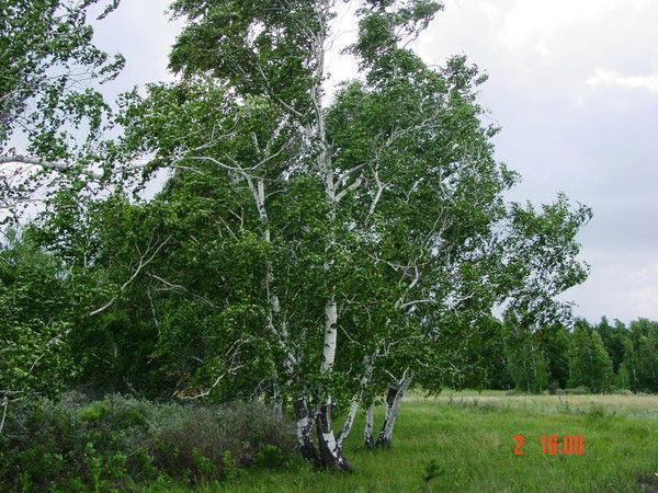 Тендик Ахметжанова