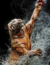 Матвей Волков