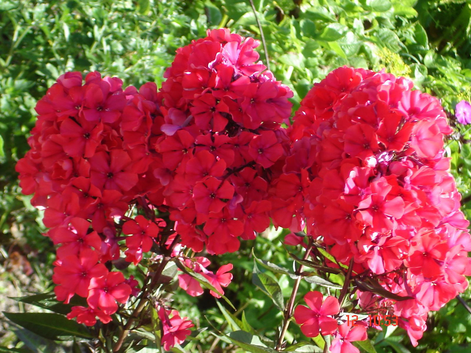 Цветков Андрей