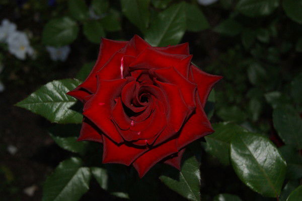 Роза Хамитова