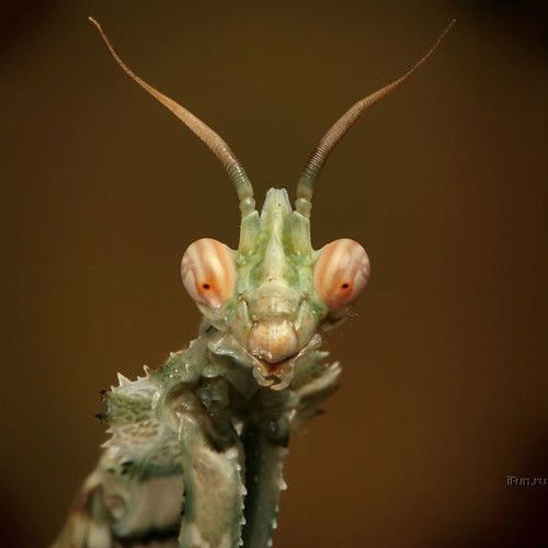 Полина Роканиди