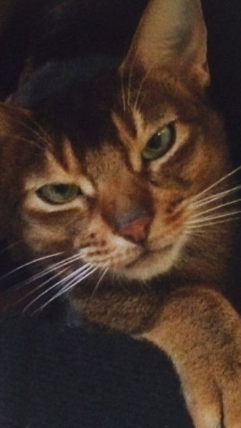 Натали Винокурова