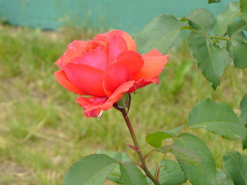 Марина Гречихина