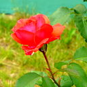 Марина Гречихина
