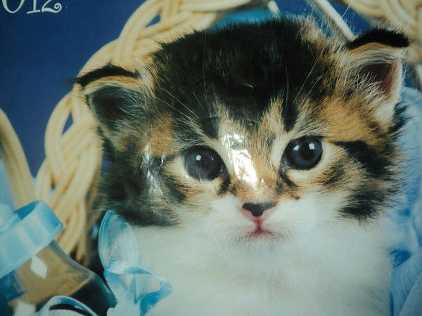 Лена Носенко