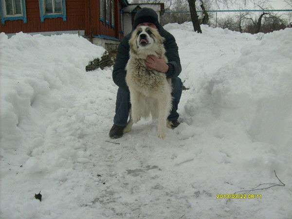 Александр Мягков