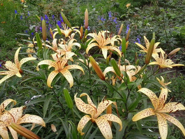 Лариса Терёхина