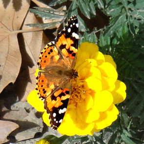 Ксения Ядрина