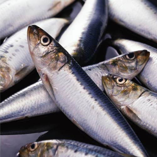 Жамшут Хатычан