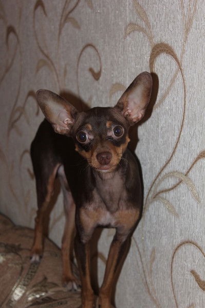 Паша Левенков