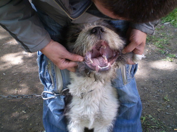 Алексей Разбицкий