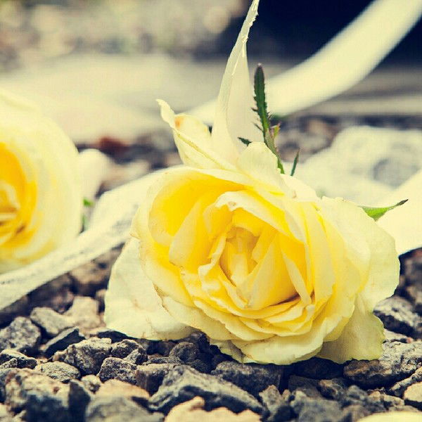 Марина Беспалова