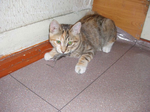 Артур Востриков