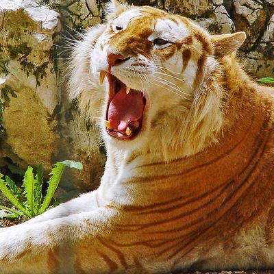 Татьяна Малькова