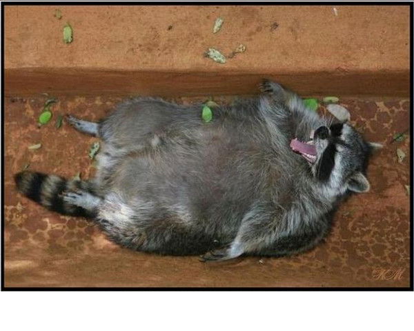 Анатолий Терновой